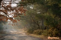 Greece, Thrace, Evros. Dadia forest