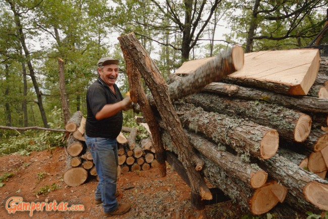 Greece, Thrace, Evros. Dadia forest, timber harvest (logging)