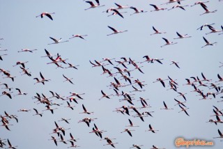 Greece, Thrace, river Evros delta. Flamingos in Nimfon salt lake