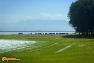 Kerkini Lake