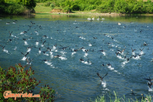 Kerkini Lake