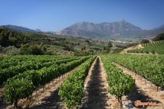 Nemea, grape vines