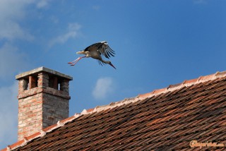 Hungary, Tokaj town, stork