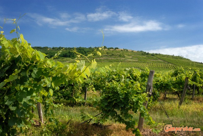 Hungary, vineyards around Tokaj town