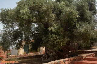 Crete, Vouves olive museum