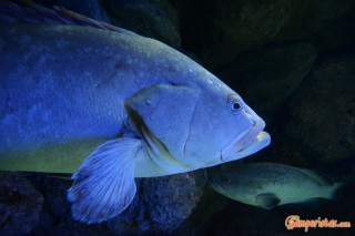 Crete, Cretaquarium