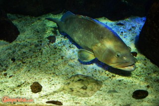 Crete, Cretaquarium