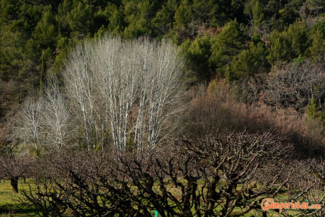 France, Lacoste